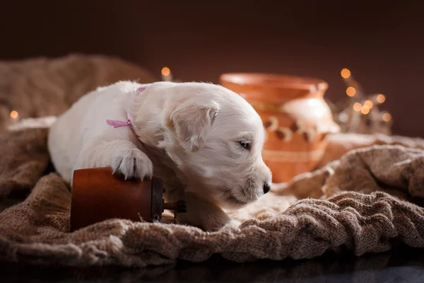 Golden retriever puppy — Stock Photo, Image