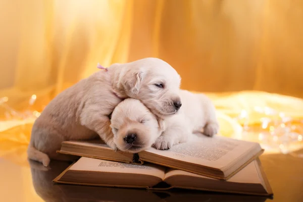 Golden Retriever cachorro — Foto de Stock