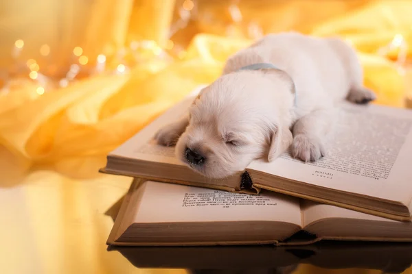 Golden Retriever cachorro — Foto de Stock