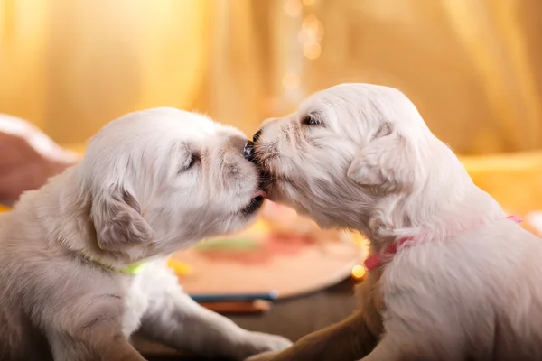 Golden retriever puppy — Stock Photo, Image