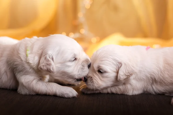 Golden retriever puppy — Stock Photo, Image