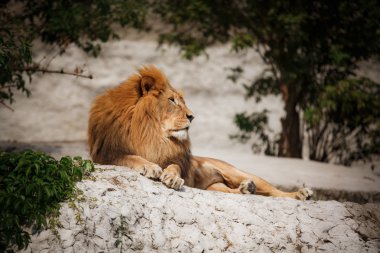 Dinlenme bir yetişkin aslan portresi 
