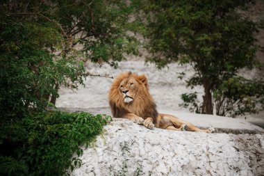 Dinlenme bir yetişkin aslan portresi 