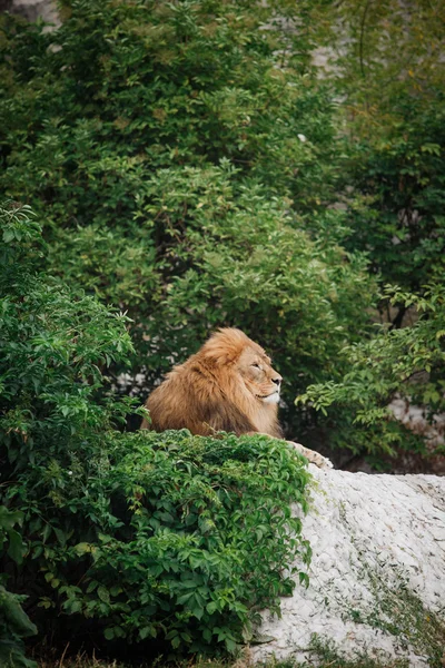 Retrato de um leão adulto descansando — Fotografia de Stock