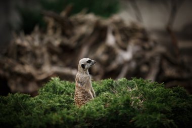 meerkat duran taş