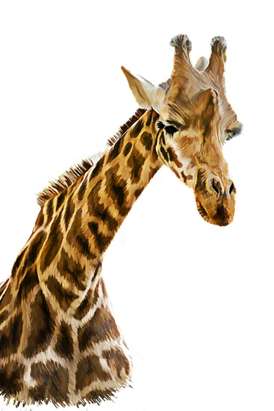 Dibujo Retrato de un retrato de jirafa sobre fondo blanco — Foto de Stock
