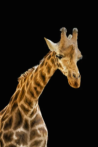 Rysunek portret portret żyrafa na czarnym tle — Zdjęcie stockowe