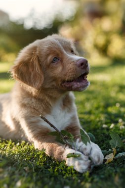 Köpek Nova Scotia ördek paralı av köpeği