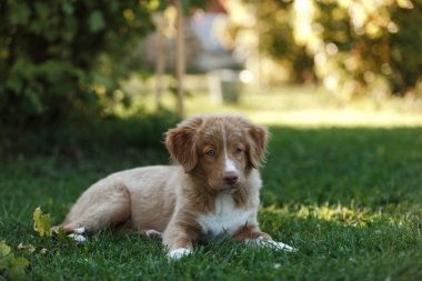 Köpek Nova Scotia ördek paralı av köpeği
