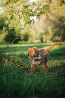 Köpek Nova Scotia ördek paralı av köpeği