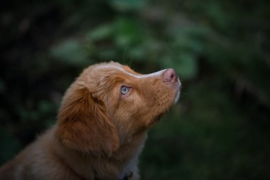 Köpek Nova Scotia ördek paralı av köpeği