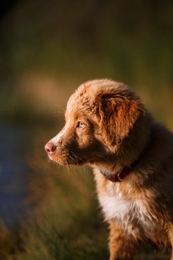 Köpek Nova Scotia ördek paralı av köpeği