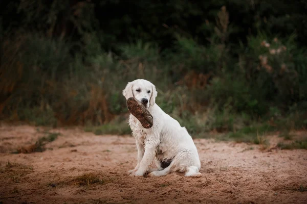 Ormanda Golden Retriever — Stok fotoğraf