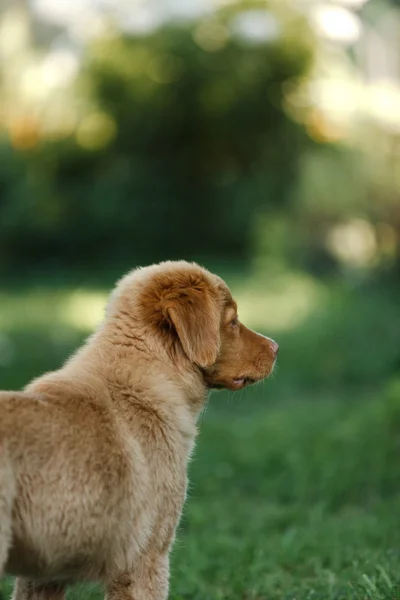 Perro nova scotia pato peaje retriever — Foto de Stock