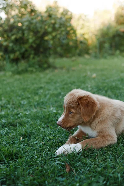 Cão nova scotia pato tolling retriever — Fotografia de Stock