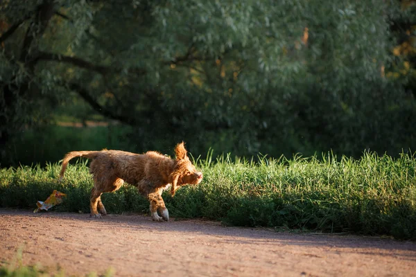 Dog Nova Scotia Duck Tolling Retriever — Stock Photo, Image