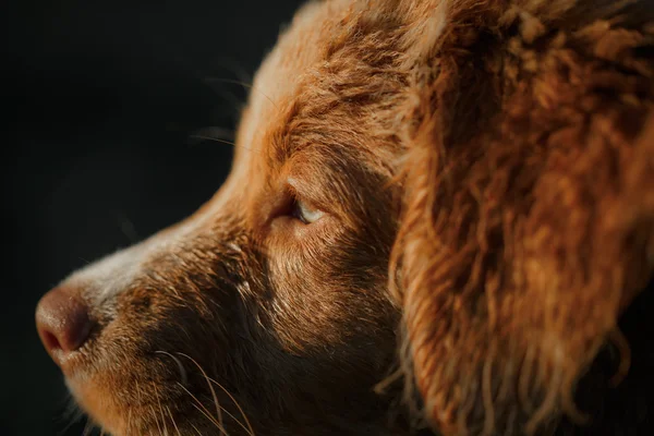 Pies nova scotia kaczka tolling retriever — Zdjęcie stockowe