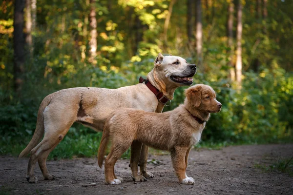 Hond nova scotia eend tolling retriever — Stockfoto