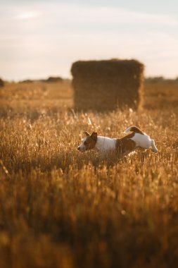 Kriko Rusya korkunç bir alanda gün batımında