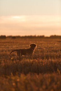 Toller  puppy dog in a field at sunset