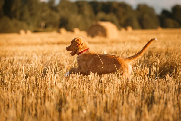 Toller  puppy dog in a field at sunset — Stock Photo, Image