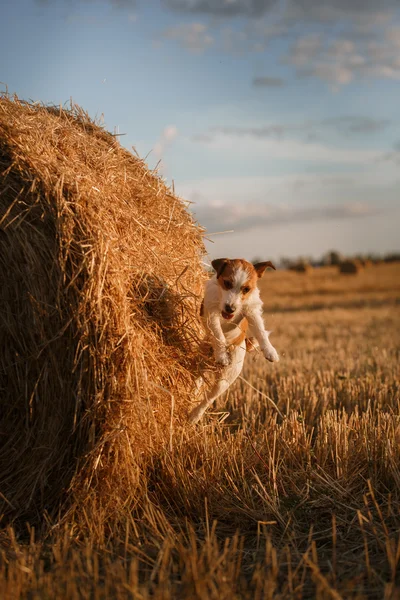 Jack Russell terrier egy mezőben a naplemente — Stock Fotó