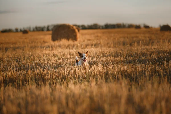 Jack Russell terrier w polu o zachodzie słońca — Zdjęcie stockowe