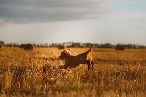 Toller  puppy dog in a field at sunset — ストック写真