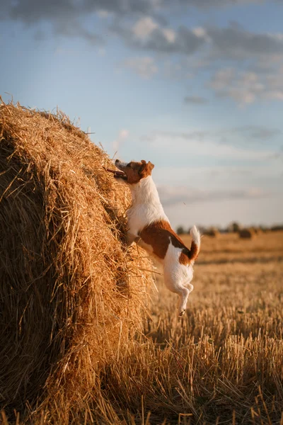 Jack Russell terrier egy mezőben a naplemente — Stock Fotó