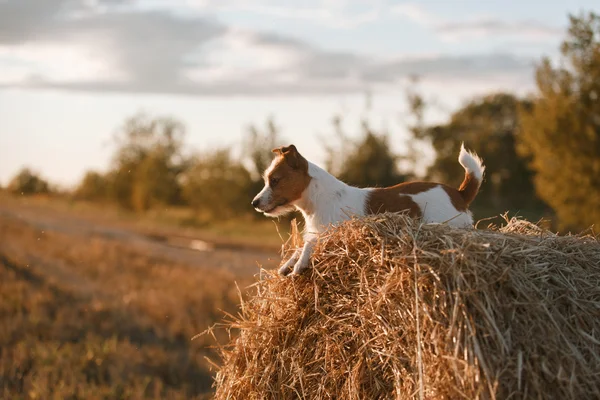 Jack Russell terrier in a field at sunset — Stock Photo, Image