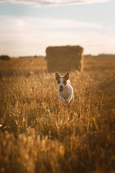 Jack Russell terrier em um campo ao pôr-do-sol — Fotografia de Stock