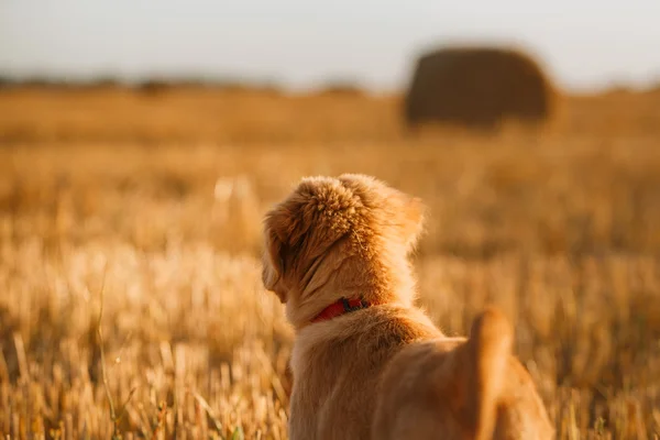 Toller  puppy dog in a field at sunset — Stock Fotó