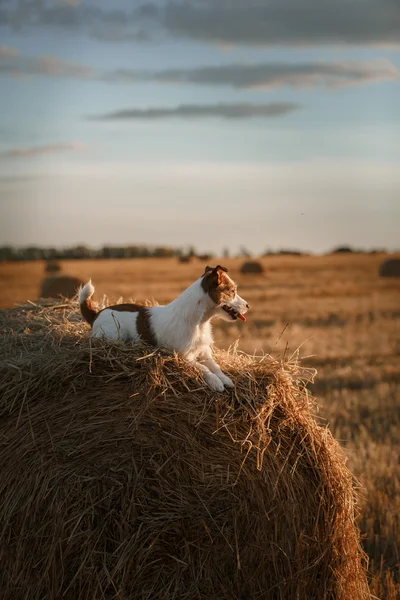 Jack Russell terrier em um campo ao pôr-do-sol — Fotografia de Stock