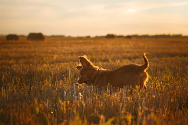 Toller  puppy dog in a field at sunset — Stock Photo, Image