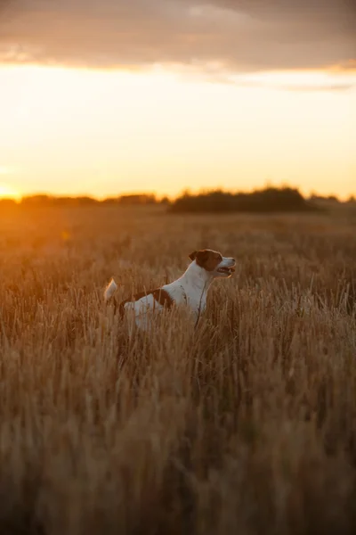 Jack Russell terrier in a field at sunset — Stock Photo, Image