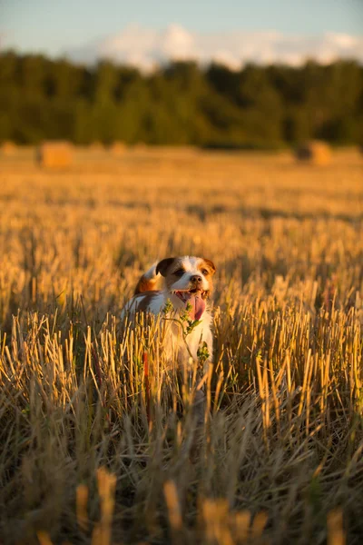 Jack Russell terrier em um campo ao pôr-do-sol — Fotografia de Stock