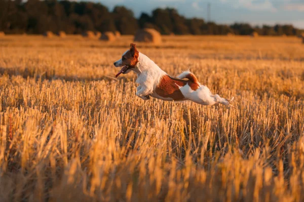 Jack Russell terrier egy mezőben a naplemente — Stock Fotó