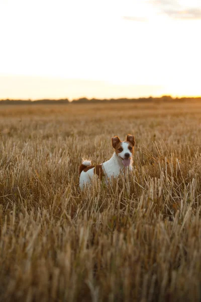 Jack Russell terrier i ett fält vid solnedgången — Stockfoto