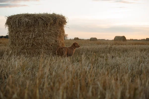 Толлер щеня собака в полі на заході сонця — стокове фото