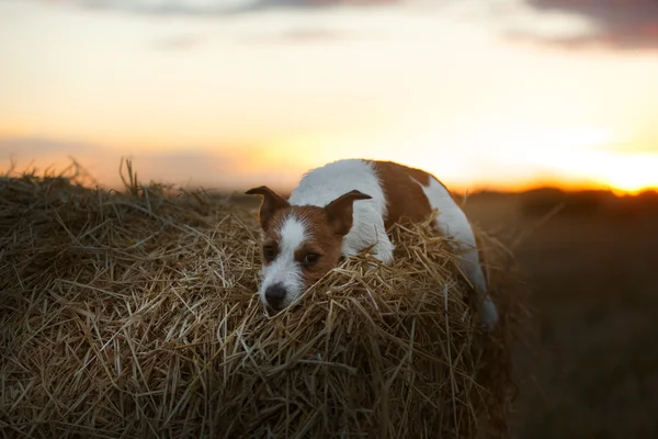 日落时在田野里的杰克·罗素犬 — 图库照片