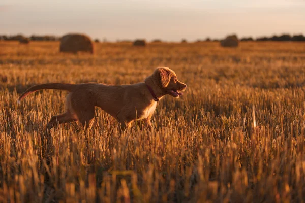 Toller  puppy dog in a field at sunset — Stock Photo, Image