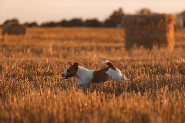 Jack Russell terrier egy mezőben a naplemente — Stock Fotó