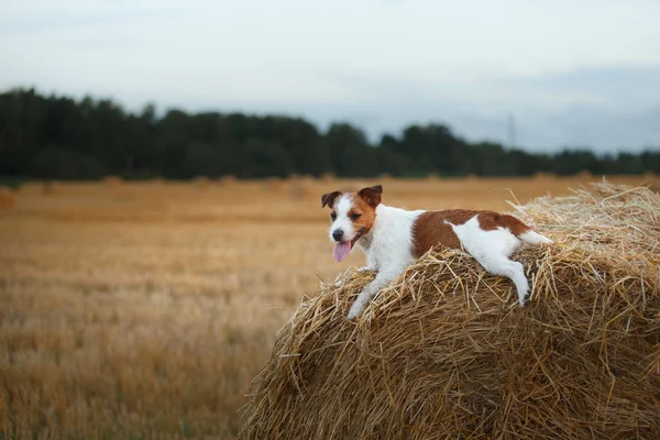 Jack Russell terrier em um campo ao pôr-do-sol — Fotografia de Stock