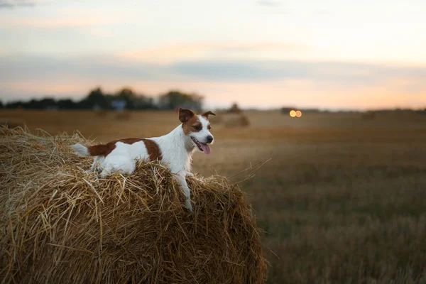 Jack Russell terrier in a field at sunset — Stock Photo, Image