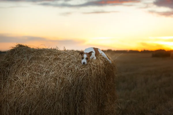 Jack Russell terrier em um campo ao pôr-do-sol — Fotografia de Stock