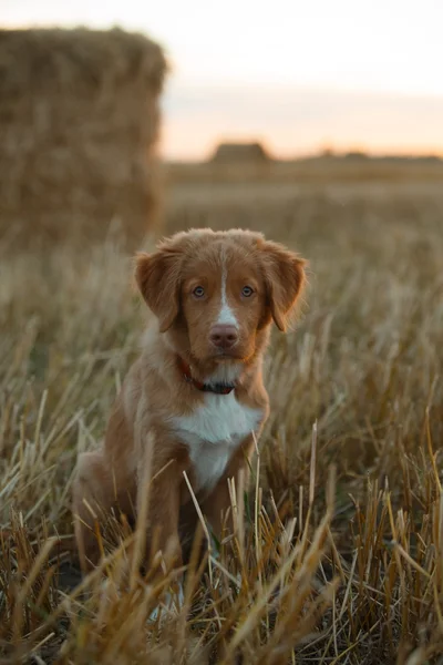 Toller  puppy dog in a field at sunset — Stockfoto