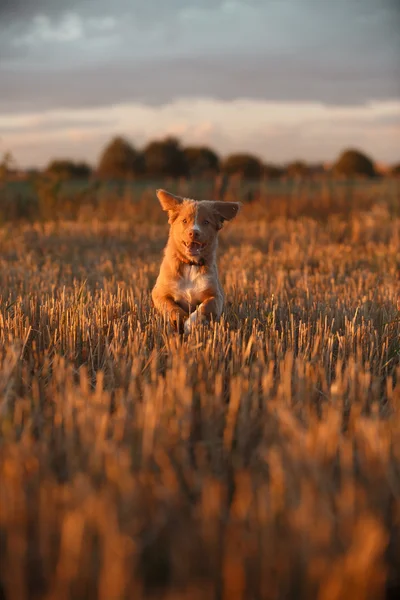 Toller  puppy dog in a field at sunset — Stok fotoğraf