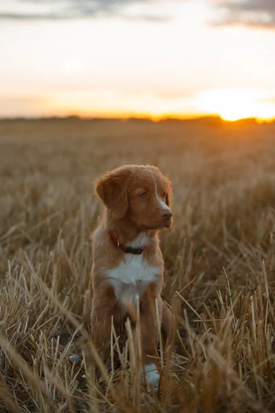 Cão-cachorro Toller em um campo ao pôr do sol — Fotografia de Stock