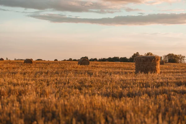 Сток Сіно краєвид — стокове фото