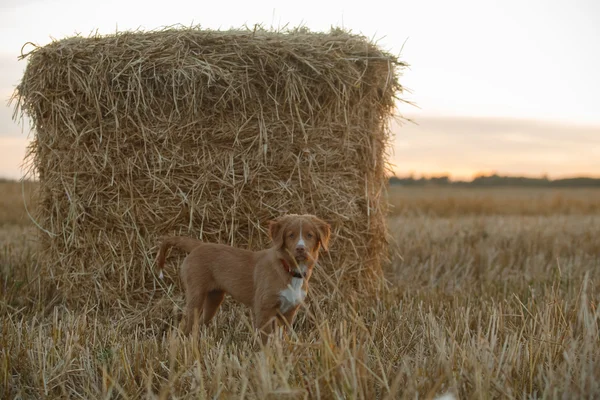 Cão-cachorro Toller em um campo ao pôr do sol — Fotografia de Stock